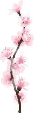 Sakura - flower